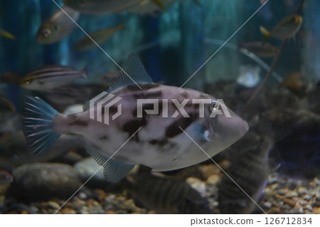 Uma Tsuruhagi 126712834
