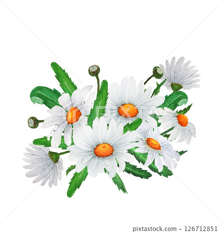 Watercolor composition of a bouquet of chamomile and herbs. Design of greeting cards, invitations. 126712851