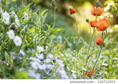 Beautiful spring background with wild meadow grass and flowering poppy flowers in the rays of sunset Beautiful spring background with wild meadow grass and flowering poppy flowers in the rays of sunset 126712853