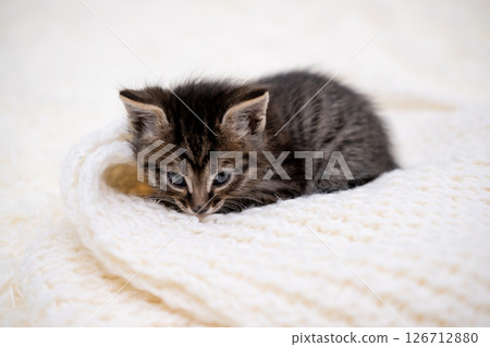 Cute kitten playing on a white blanket 126712880