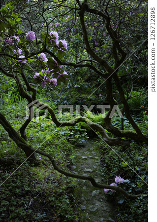 Purple rhododendron flowers in a dark green forest background with bright pink flowers. Natural floral background 126712898