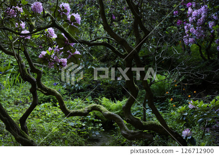 Purple rhododendron flowers in a dark green forest background with bright pink flowers. Natural floral background Purple rhododendron flowers in a dark green forest background with bright pink flowers. Natural floral background 126712900