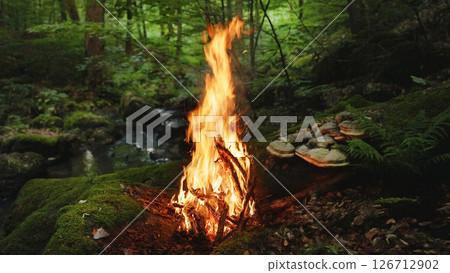 Crackling Campfire in the Ancient Fantasy Forest , Authentic Place Crackling Campfire in the Ancient Fantasy Forest , Authentic Place 126712902