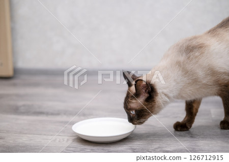 A little cute kitten drinks milk A little cute kitten drinks milk 126712915