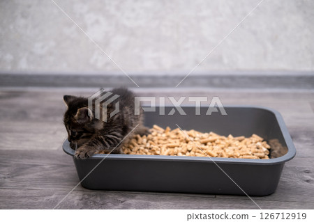 A small kitten in a litter tray A small kitten in a litter tray 126712919