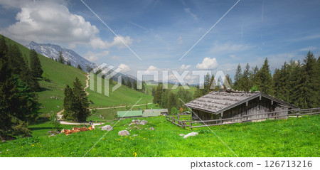 Alpine meadow with cows and rustic houses in Berchtesgaden National Park Alpine meadow with cows and rustic houses in Berchtesgaden National Park 126713216