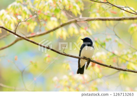 停在樹上的Ooruri 126713263