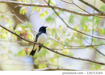 Ooruri which stops on a tree 126713264