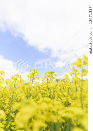 強姦在盛開的花田 126713374