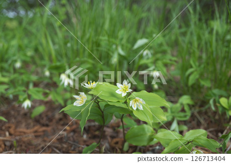千尾百合 / 每莖末端有兩朵白花 [野花 / 咖啡科] 長野縣，五月 126713404