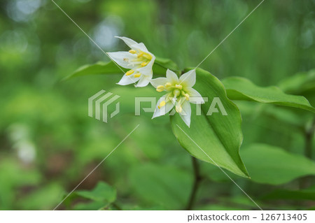 Chigo lily / Close-up of two white flowers at the end of the stem [Wildflower, Caffeaceae] Nagano Prefecture, May 126713405