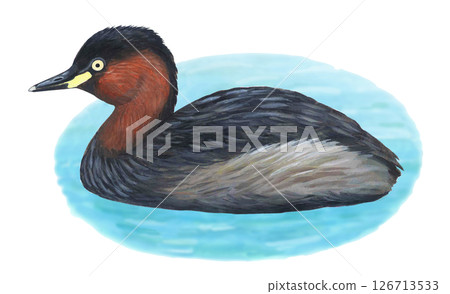 小鸊鷉插圖 126713533