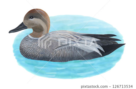 綠頭鴨的插圖 126713534