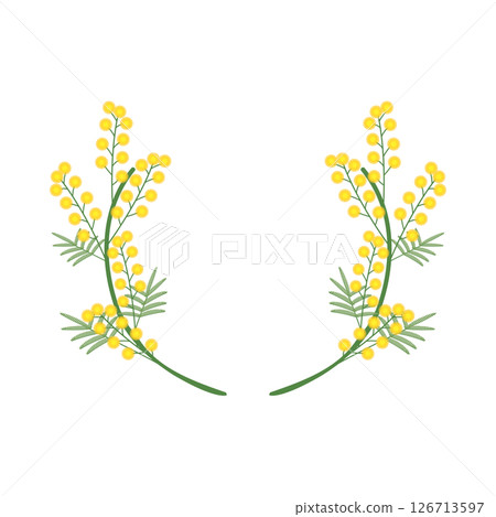 Mimosa round frame_vector illustration Mimosa round frame_vector illustration 126713597