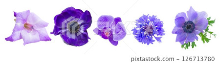 one blue anemone flower one blue anemone flower 126713780