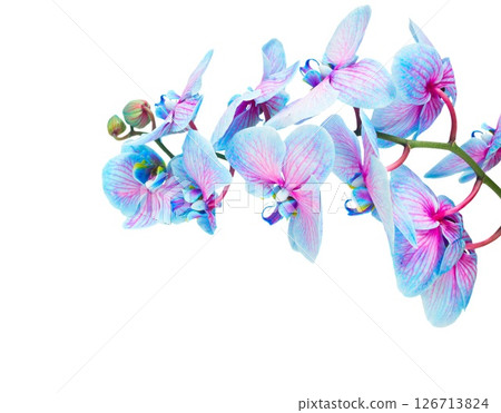 row of tropical flowers row of tropical flowers 126713824