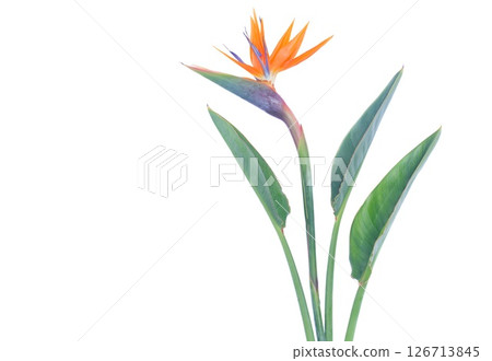 Stunning and Beautiful Strelitzia Flowers Displayed on a Clean White Background for a Striking Contrast Stunning and Beautiful Strelitzia Flowers Displayed on a Clean White Background for a Striking Contrast 126713845