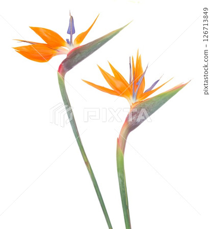 Stunning and Beautiful Strelitzia Flowers Displayed on a Clean White Background for a Striking Contrast Stunning and Beautiful Strelitzia Flowers Displayed on a Clean White Background for a Striking Contrast 126713849