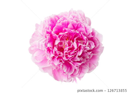 pink peonies pink peonies 126713855