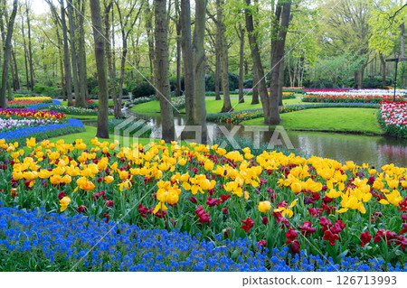 Rows of tulip flowers 126713993