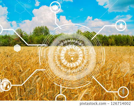 Exploring the Beauty of Nature Displayed in a Wheat Field with a Digital Interactive Overlay 126714002