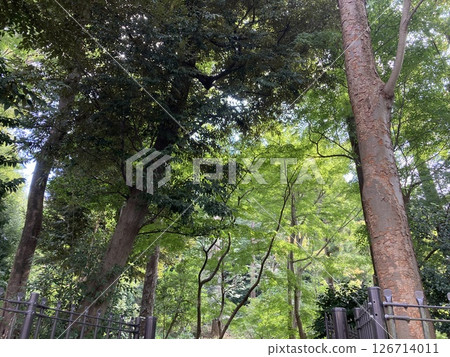 Beautiful trees in the former Kosaka Green Space in Seta 4-chome 126714011
