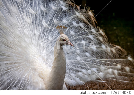 白孔雀羽毛,是印度孔雀突變的結果 白孔雀羽毛,是印度孔雀突變的結果 126714088