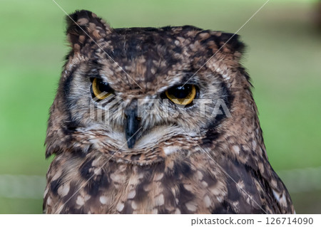 非洲雕鴞的目光,有著明亮的黃色虹膜 非洲雕鴞的目光,有著明亮的黃色虹膜 126714090