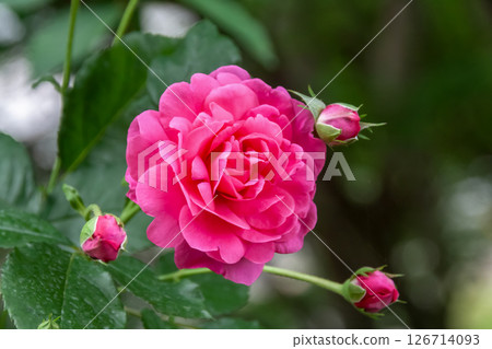 A beloved garden rose, the English rose is nearing full bloom. A beloved garden rose, the English rose is nearing full bloom. 126714093