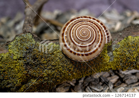 Spiral Sea Snail Shell on Mossy Branch 126714137