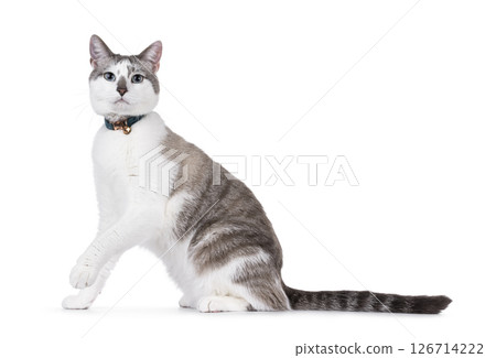 House cat on white background 126714222