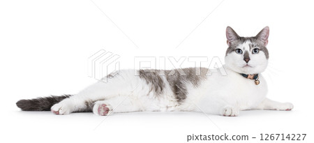 House cat on white background 126714227