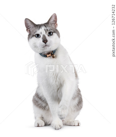 House cat on white background House cat on white background 126714232
