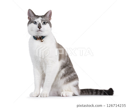 House cat on white background 126714235