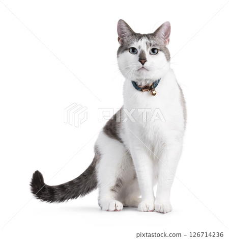 House cat on white background 126714236