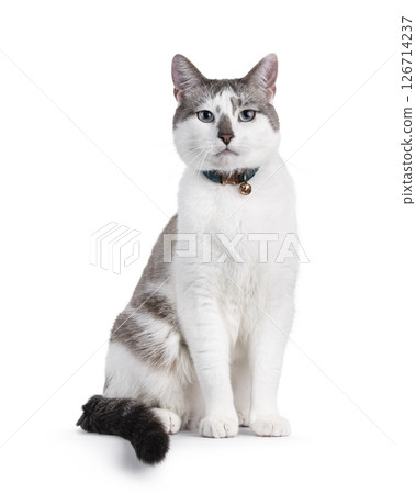 House cat on white background 126714237