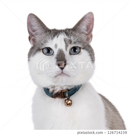 House cat on white background House cat on white background 126714239