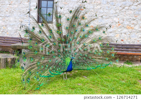Male of peacock or peafowl (Pavo cristatus) with colorful spread tail-feathers on a lawn 126714271