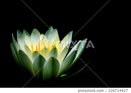 Water fairy water lily flower 126714427