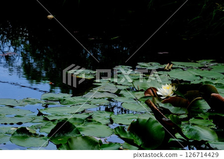 Water fairy water lily flower Water fairy water lily flower 126714429