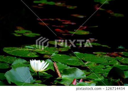水仙子睡蓮花 水仙子睡蓮花 126714434