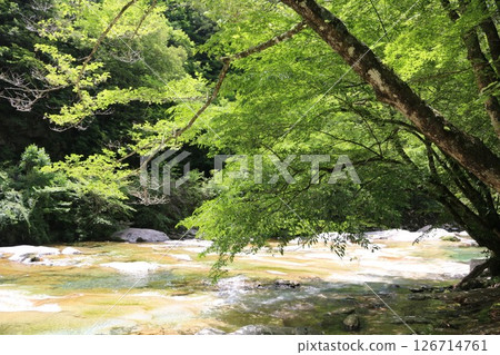 初夏的五木溪 初夏的五木溪 126714761