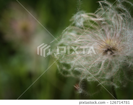 黑白頭翁的種子在溫暖的五月成熟 黑白頭翁的種子在溫暖的五月成熟 126714781