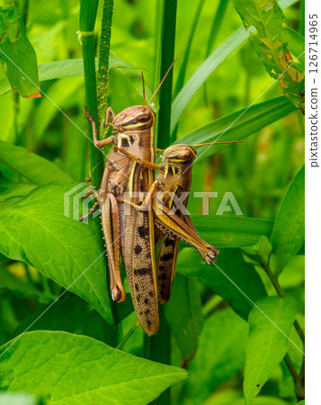 Mated ground locusts in the grass Mated ground locusts in the grass 126714965