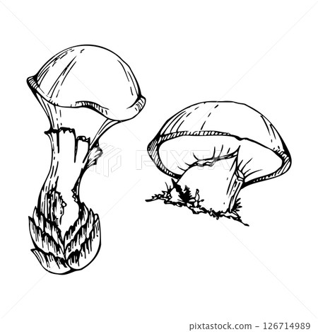 Suillus larch bolete slippery jack mushroom fungus. Single element hand drawn in vector ink. Autumn forest harvest, vegan cooking edible raw ingredient. Seasonal menu recipe cards, kitchen cookbooks 126714989