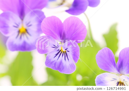 紫羅蘭、三色堇、紫羅蘭、藍紫色花朵、淺色背景 126714991