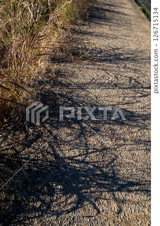 In the autumn sunlight, the shadows of the weeds fall on the path. In the autumn sunlight, the shadows of the weeds fall on the path. 126715134