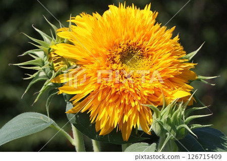 Sunflowers that cheer you up just by looking at them - 5 126715409