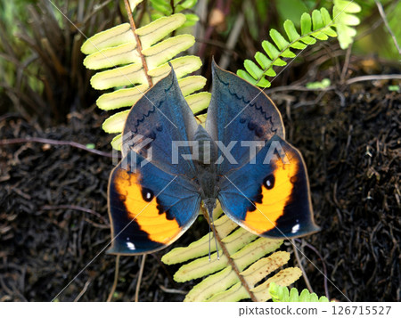 Butterfly: Leaf butterfly Butterfly: Leaf butterfly 126715527