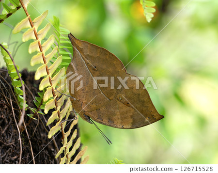 蝴蝶：葉蝶 126715528